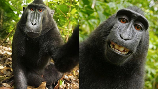 Thank God We Never Have to Hear About This Monkey Selfie Ever Again<em></em>